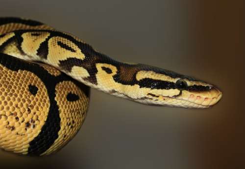 Snake Python Ball Python Python Regius Beauty