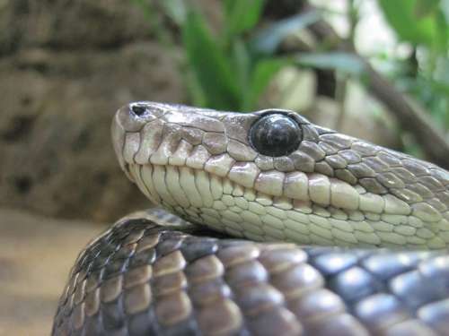 Snake Eye Close Up Macro Reptile Terrarium Scale