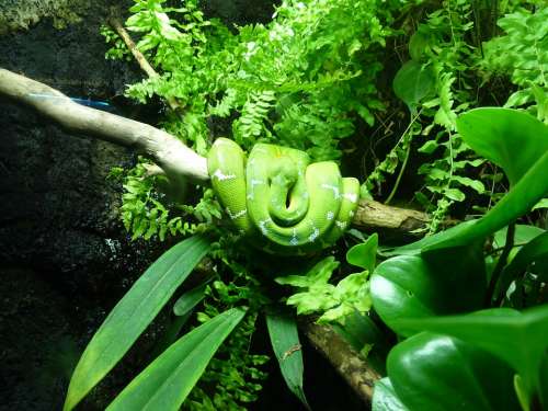 Snake Green Tree Python Reptile Jungle Toxic