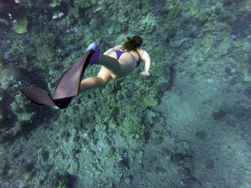 Snorkeling Snorkelling Diving Underwater Woman