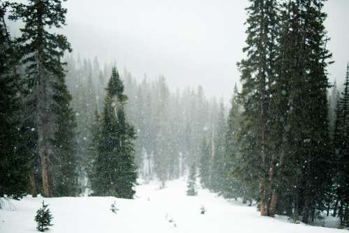Snow Snowing Trees Evergreen Winter Cold White