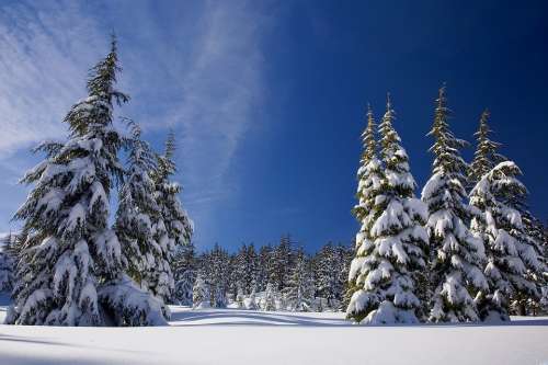 Snow Forest Winter Nature Trees Pine Cold White
