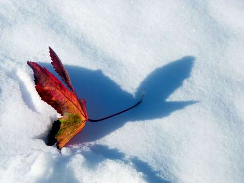 Snow Red Maple Leaf