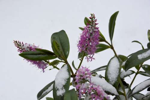 Snow Flower Purple Winter