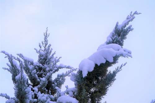 Snow Winter Tree Pine Cold Nature Mountains