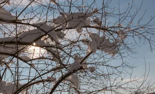 Snow Sun Branches Winter Nature Cold Wintry