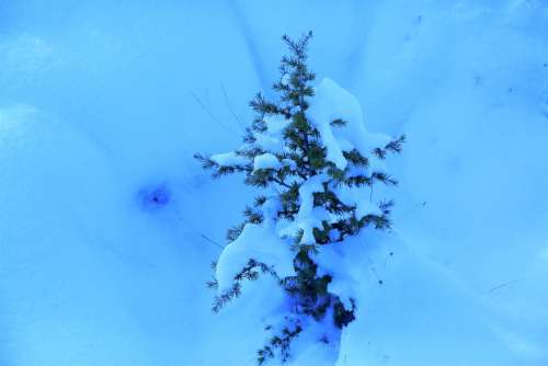 Snow Winter Pine Sapling Nature Cold White