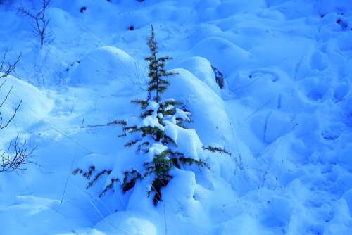 Snow Winter Nature Cold White Mountains Trees