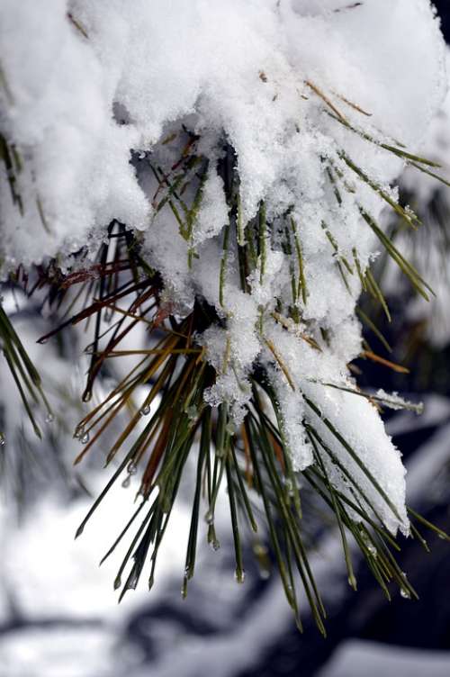 Snow Pine Winter Cold Seasonal