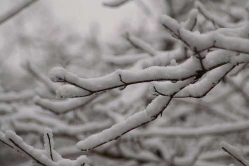 Snow Tree Branches Nature Trees Winter Landscape