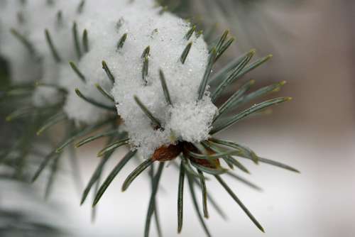 Snow Winter Cold Nature Outdoors Snowflakes Pine