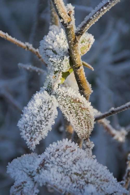 Snow Hoarfrost Winter Crystals Icy Frost Nature