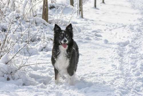 Snow Dog Border Black Winter Cold Nature