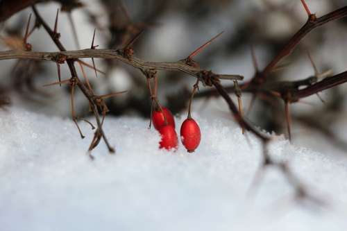 Snow Winter White Barberry Berry Branch Cold