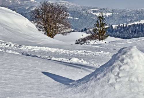 Snow Trees Mountains