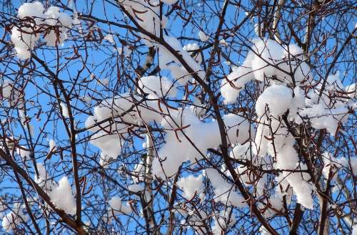 Snow Branch Winter Tree