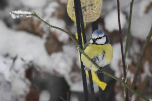 Snow Winter Ave Cold Natural Nature Bird Animals