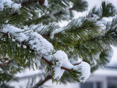 Snow Fir Tree Winter Nature Cold Trees Snowy