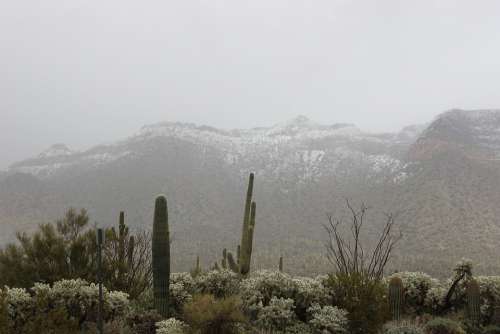 Snow Desert Saguaro Cactus Weather Landscape