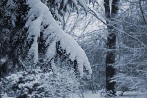 Snow Branch Yew Winter Forest Cold Mourning