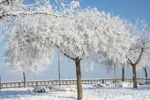 Snow Winter Cold Ice Trees