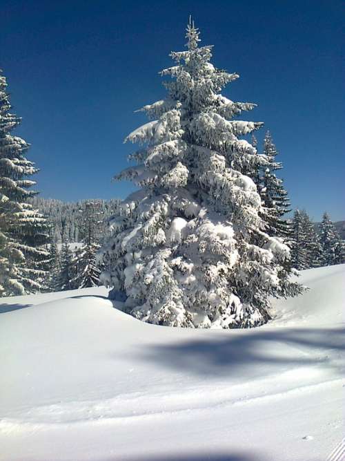 Snow Tree Cold Wintry