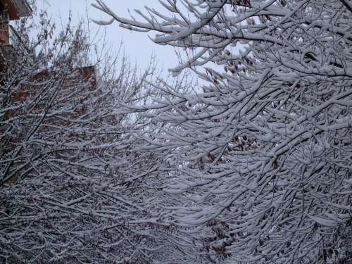 Snow Trees Winter