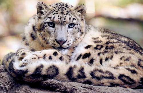 Snow Leopard Reclining Staring Ground Looking