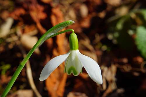 Snowdrop Blossom Bloom Spring Flower Plant