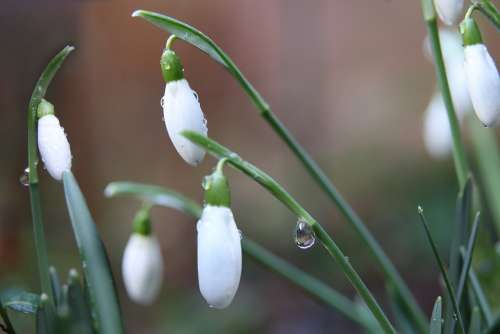 Snowdrop Early Bloomer White Flowers