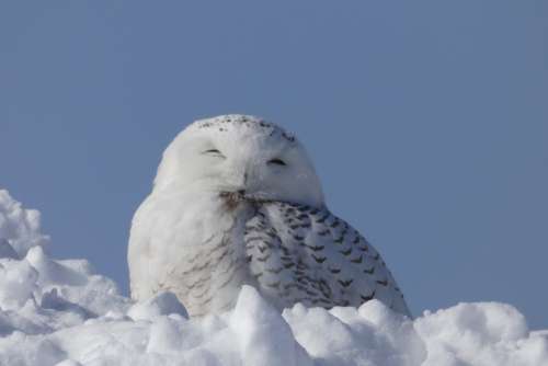 Snowy Owl Snow Animal Snow Winter
