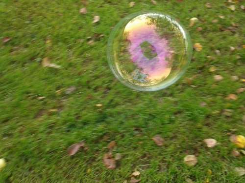 Soap Bubble Nature Ball Autumn