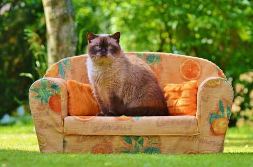 Sofa Couch Cat British Shorthair Thoroughbred Fur