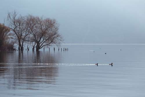 Soft Lake Water Fog Gray Calm