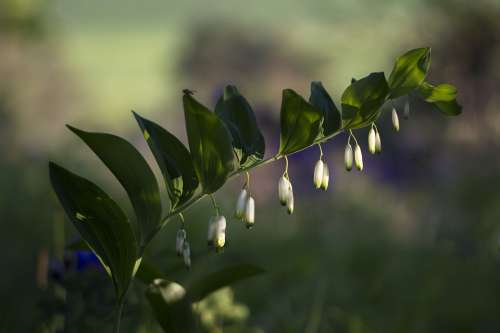 Solomon'S Seal Olygonatum Odoratum Forest Plant