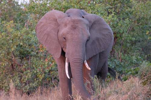 South Africa Elephant Safari