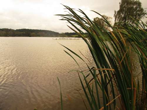 South Bohemia Lake Reeds