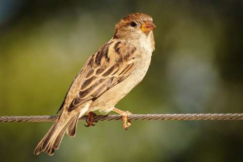 Sparrow Sperling Bird Nature Feather Plumage