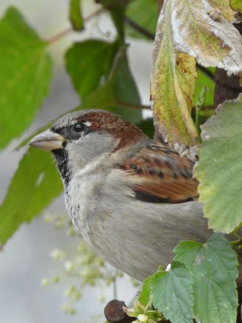Sparrow Bird Nature Wild Animal Leaves