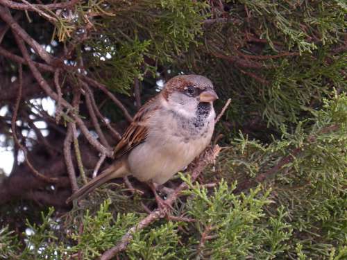 Sparrow Seto Bird Landed Plumage