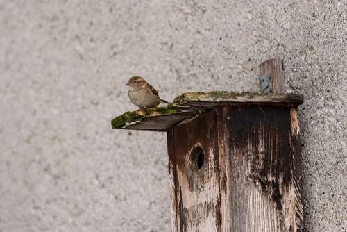 Sparrow Aviary Sperling Bird Nature Animal