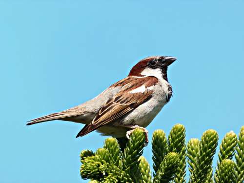 Sparrow Bird Freedom Fly Nest Sky Little Bird
