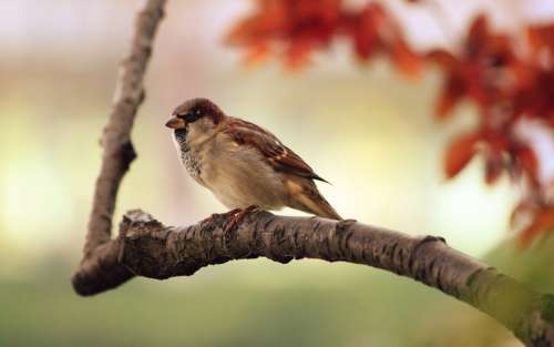 Sparrow Bird Branch Twig Perched Animal Chirp