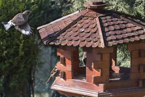 Sparrows Bird Nature Feeder Telephone Animal