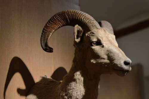 Specimen Biology Museum Ram Head Horn Wild Life