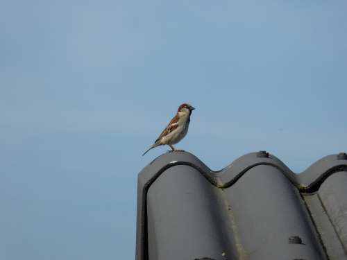 Sperling Songbird Bird Sparrow First