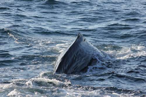 Sperm Whale Sperm Whale Back Diving Sea