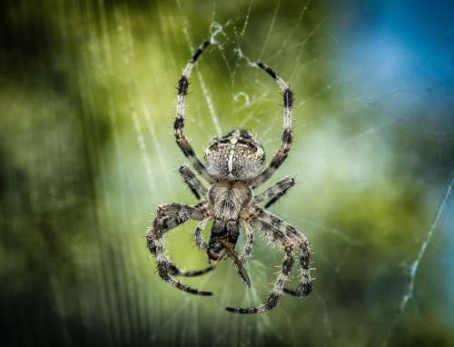 Spider Araneus Insect Web Close Up Nature Animal