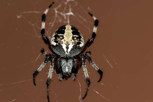 Spider Insect Macro Nature Outside Cobweb