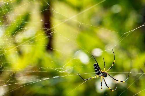 Spider Web Cobweb Close Up Nature Insect